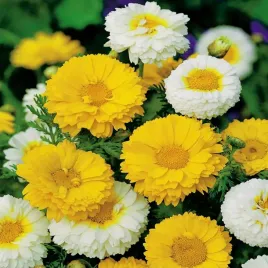 zlocien-wiencowy-na-rabaty-i-bukiety-chrysanthemum-coronarium-400-nasion
