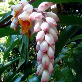 alpinia-mutica-imbir-dla-kolekcjonerow-dwarf-cardamom-5-nasion