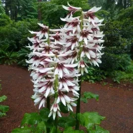 lilia-himalajska-o-wysokosci-do-3-m-wys-cardiocrinum-giganteum-3-nasiona