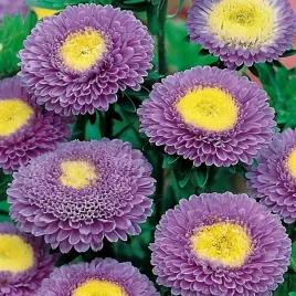 aster-wysoki-pomponowy-ruckley-supreme-na-rabaty-i-na-bukiety-200-nasion