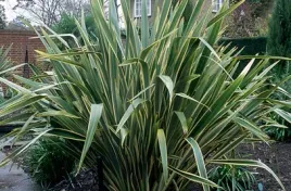 len-nowozelandzki-tegosz-mocny-phormium-tenax-variegata-5-nasion