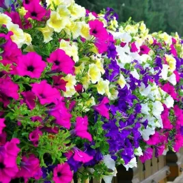 petunia-zwisajaca-mix-kolorow-na-balkon-do-skrzynek-petunia-hybryda-pendula