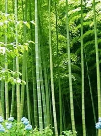 bambus-trzcinowy-olbrzymi-bambusa-arundinacea-nasiona-5-sztuk