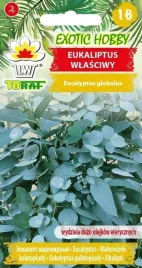 eukaliptus-wlasciwy-eucalyptus-globulus-nasiona-10-sztuk