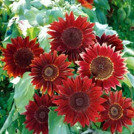 slonecznik-na-kwiat-ciety-moulin-rouge-dla-alergikow-helianthus-50-nasion