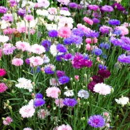 miododajny-chaber-blawatek-mix-kolorow-100-gram-nasion-laka-kwietna