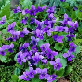 fiolek-wonny-niebieski-pachnacy-i-cieniolubny-viola-odorata-100-nasion