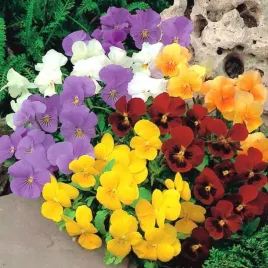 fiolek-rogaty-mix-kolorow-do-ogrodu-i-na-taras-viola-cornuta-500-nasion