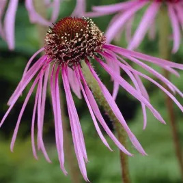 rudbekia-jezowka-blada-miododajna-mrozoodporna-echinacea-pallida-50-nasion