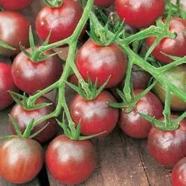 pomidor-koktajlowy-black-cherry-solanum-lycopersicum-l-100-nasion