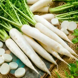 rzodkiewka-sopel-lodu-biala-o-ostrym-smaku-raphanus-sativus-1000-nasion