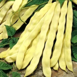 fasola-mamut-goldmarie-tyczna-bezwloknista-phaseolus-vulgaris-l-30-nasion