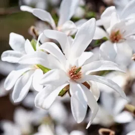 magnolia-japonska-gwiezdziste-biale-kwiaty-magnolia-kobus-3-nasiona