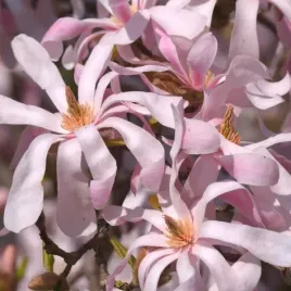 magnolia-loebnera-gwiezdziste-rozowe-kwiaty-magnolia-loebnerii-3-nasiona