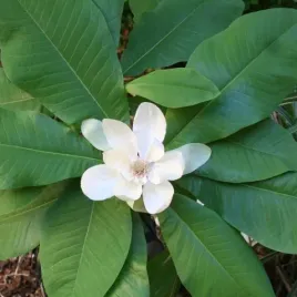 magnolia-parasolowata-biala-pozno-kwitnaca-magnolia-tripetala-3-nasiona