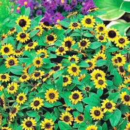 sanwitalia-rozeslana-mini-slonecznik-plozacy-na-balkon-500-nasion