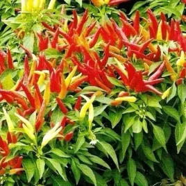 papryka-slodka-karlowa-poupila-mix-kolorow-capsicum-annuum-l-100-nasion