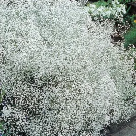 gipsowka-wiechowata-biala-do-bukietow-gypsophila-paniculata-400-nasion