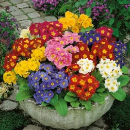 pierwiosnek-wyniosly-mix-kolorow-primula-veris-elatior-200-nasion