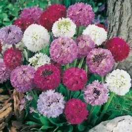 pierwiosnek-zabkowany-wiosenny-mix-kolorow-primula-denticulata-200-nasion