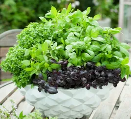 bazylia-mix-najsmaczniejszych-odmian-i-kolorow-600-nasion-ocimum-basilicum