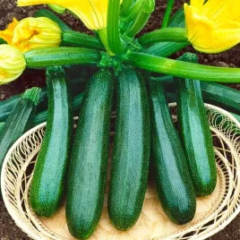 cukinia-o-jadalnych-kwiatach-black-beauty-wczesna-40-nasion