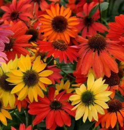 rudbekia-jezowka-mix-odmian-i-kolorow-mrozoodporna-echinacea-sp-50-nasion