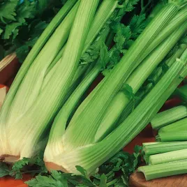 seler-naciowy-verde-pascal-plenny-z-duza-zawartoscia-witaminy-c-1000-nasion