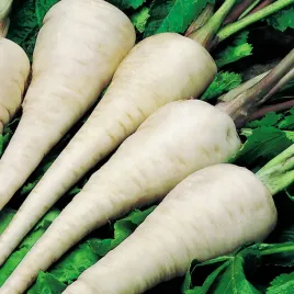 pasternak-dlugi-gruby-odporny-na-choroby-pastinaca-sativa-l-1000-nasion