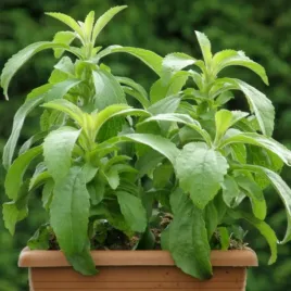 stewia-naturalny-slodzik-20-x-slodsza-od-cukru-stevia-rebaudiana-12-nasion