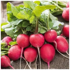 rzodkiewka-carmen-duza-czerwona-smaczna-wczesna-nasiona-400-sztuk