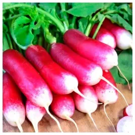 rzodkiewka-opolanka-podluzna-czerwona-z-bialym-koncem-200-nasiona