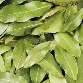 wawrzyn-szlachetny-lisc-laurowy-laurus-nobilis-swieze-liscie-1-nasiono