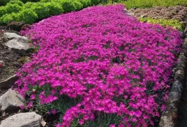 gozdzik-siny-rozowy-mrozoodporny-01-gr-nasion