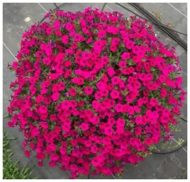 petunia-ogrodowa-bialo-obrzezna-mix-kolorow-f2-petunia-x-hybrida-100-nasion
