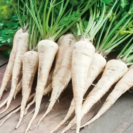 pietruszka-cukrowa-wczesna-na-zbior-letni-i-jesienny-2500-nasion