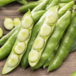 bob-windson-bialy-srednio-wczesna-bardzo-plenna-do-10-strakow-na-rosline