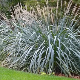 niebieska-trawa-wydmuchrzyca-piaskowa-do-100cm-leymus-arenarius-10-nasion