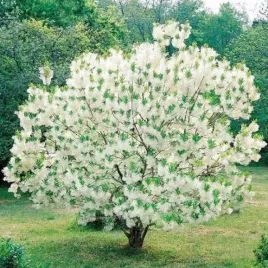 mrozoodporny-sniegowiec-wirginijski-chionanthus-virginicus-5-nasion