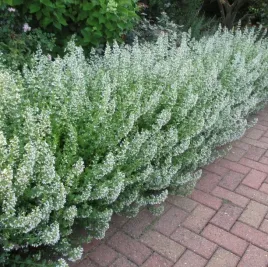 wieloletnia-kocimietka-o-niebiesko-lawendowych-kwiatach-nepeta-cataria