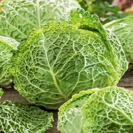 kapusta-wloska-vertus-2-srednio-wczesna-brassica-oleracea-400-nasion