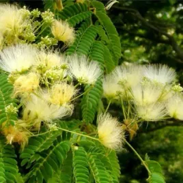 albicja-biala-albizia-guachapele-do-domu-na-taras-i-na-bonsai-10-nasion