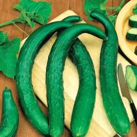 ogorek-salatkowy-chinese-slangen-gruntowy-cucumis-sativus-l-150-nasion