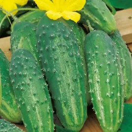 ogorek-corveta-f1-wczesny-wyjatkowo-odporny-na-choroby-130-nasion