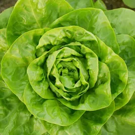 salata-maslowa-krolowa-majowych-wczesna-lactuca-sativa-l-800-nasion