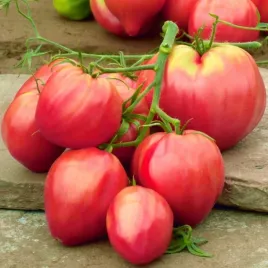 pomidor-bawole-serce-oxehert-lycopersicon-esculentum-150-nasion