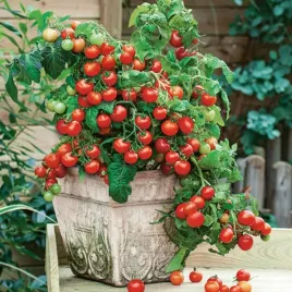 pomidor-karlowy-vilma-do-uprawy-doniczkowej-na-parapet-i-balkon-240-nasion