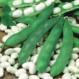 fasola-tyczna-piekny-jas-na-suche-nasiona-phaseoluscoccineus-l-14-nasion