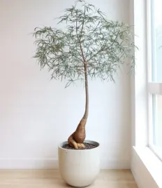 drzewo-butelkowe-na-bonsai-brachychiton-rupestris-2-nasiona