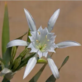 pankracjum-nadmorskie-pancratium-maritimum-2-nasiona-do-domu-i-na-taras